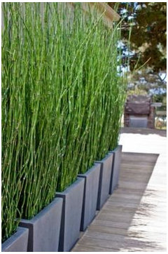 Welche Pflanze (Gräser/Bambus/?) bieten den besten Sichtschutz?