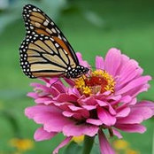 Laura Krohn's photo