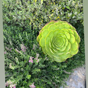 Nikki McFarland's photo