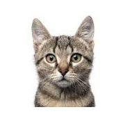Cat Nips foto