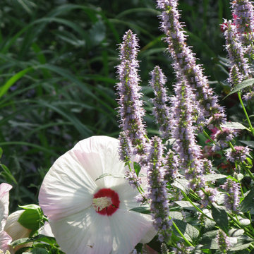 Plant Ideas & Colorful Combinations