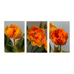 Tulip Series # 2 - Fine Art Prints