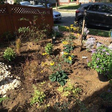 Rain Garden DC