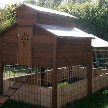 chickens in my future