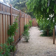 An Edible Garden in Progress