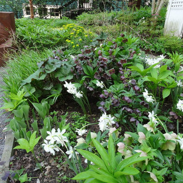 Shade garden