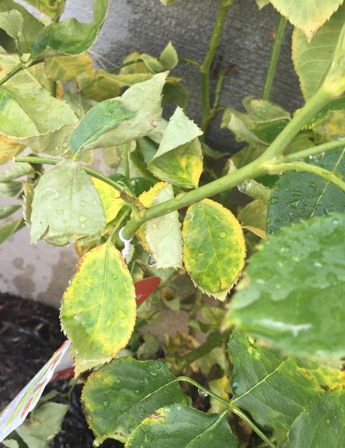 Help! Newly planted roses are dying!