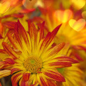 Karen Henry's photo