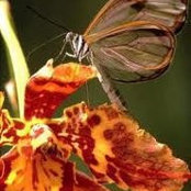 Mai Ibrahim's photo