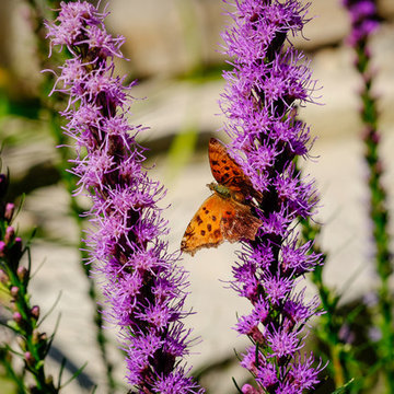 Lake Home Perennial Garden - Oconomowoc