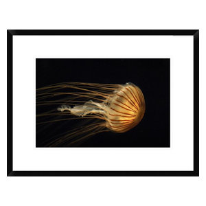 Northern Sea Nettle Jellyfish Northern Pacific Ocean Beach Style Prints And Posters By Global Gallery