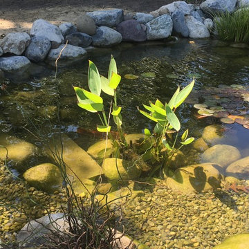11x16 Ecosytem Wildlife Pond