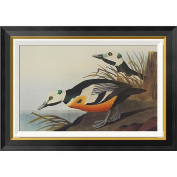 "Western Duck" Framed Canvas Giclee by John James Audubon, 28x20"