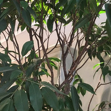 Trees