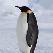 Foto de David Bishop