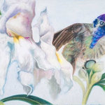 Allison Richter Wildlife Studio - Hummingbird, Costa's, Original Artworkr 8"x17" - "Broken Amethyst"