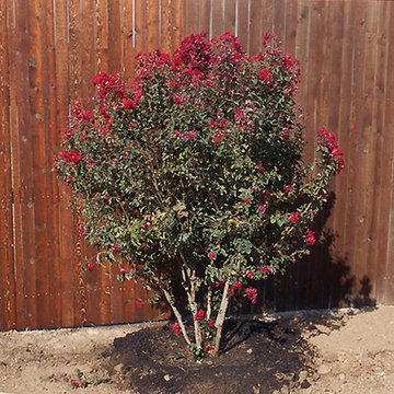 Dynamite Crape Myrtle
