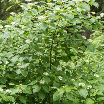 Roundleaf Dogwood