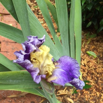 Random Photos from Gardens I Care For