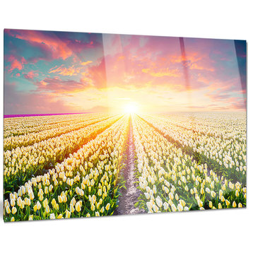 "Blooming White Tulips" Landscape Photo Glossy Metal Wall Art, 28"x12"
