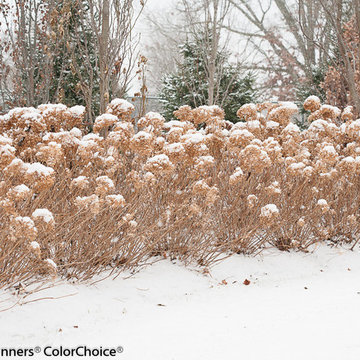 Incrediball® Smooth Hydrangea