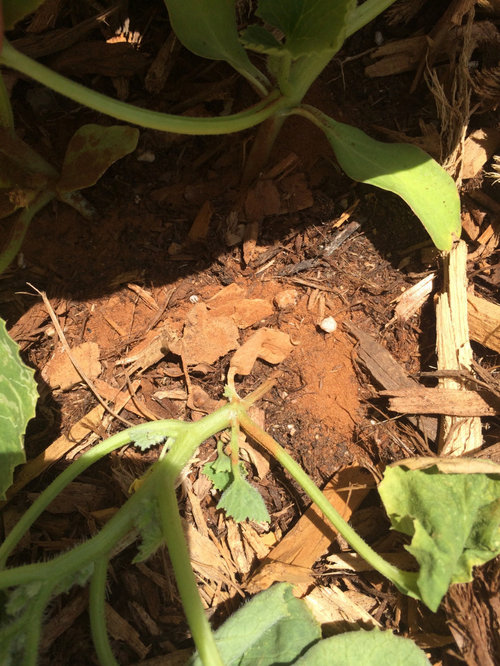 Please help! Cucumber stems being eaten