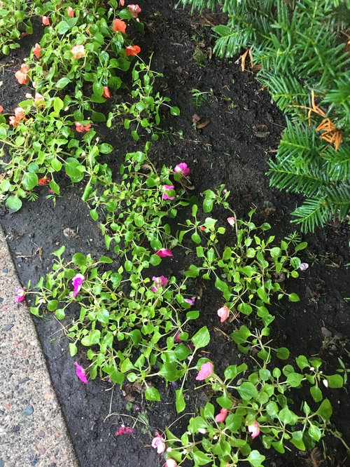 Why are my impatiens dying??