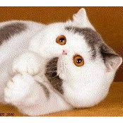 Mahmoud El Banna's photo