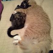 Annie Stranieri's photo