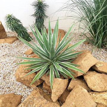 パームスプリングス ドライガーデンの家