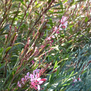 Great Design Plant: Gaura