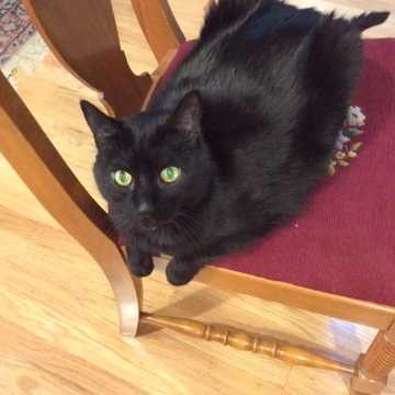Kit Cat