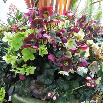 Recipe for a Fabulous Pot - Hellebores "Red and Green"