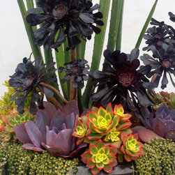 Succulent Containers - Outdoor Pots And Planters