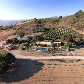 Olive, Rosemarey and Pixie Tangerine Ranch