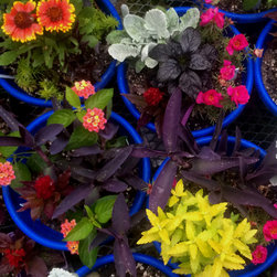 Potted annuals - Products