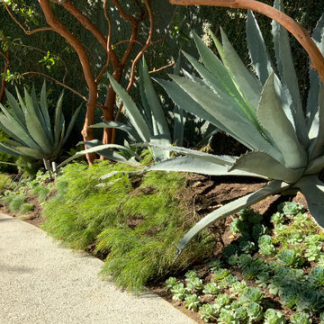 DSMA Planting