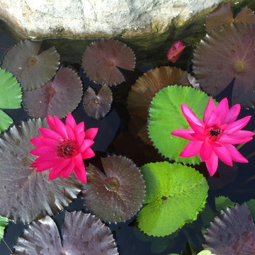 Custom Pond Project in Knoxville Tennessee