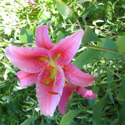 Lilies - Products