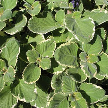 GA Landscaping Plant Reference