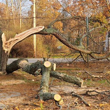 Precision Tree Care