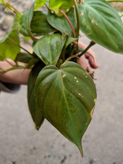 red maranta plant Maranta leuconeura main image 1