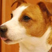 Jodi Hennions foto