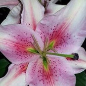 Sherry Sansom's photo