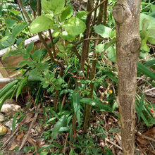growing apples from seed