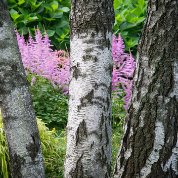 A birch-eye view
