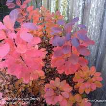 Container gardens