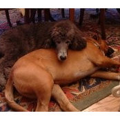 Cecilia Brickerd's photo
