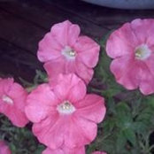 Marcia Snavely's photo