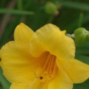 Sarah Hummel Corrigan's photo